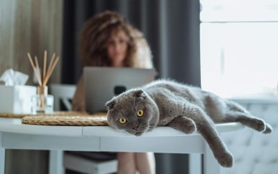 Procrastinació: enemiga de la productivitat o missatgera del cos?