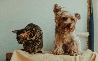 La parella: el que no expressa un, ho manifesta l’altre