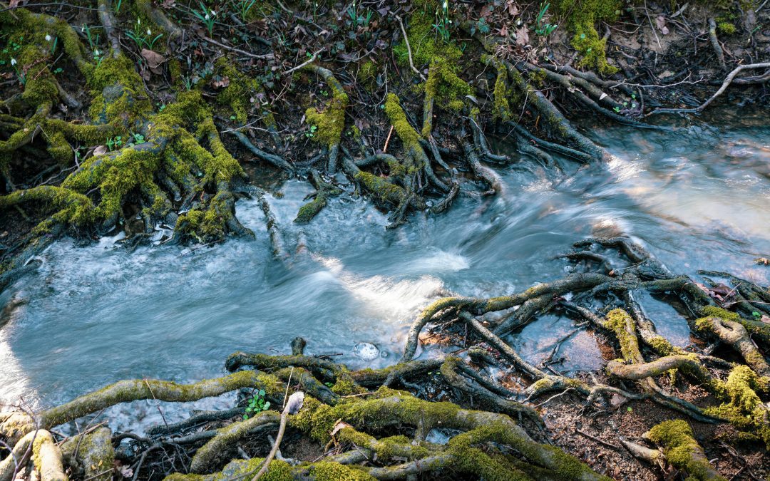 Fer visible l’invisible: coaching sistèmic en organitzacions